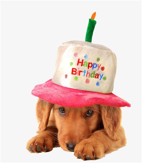 You are a cat with an opinion and very talkative. Birthday Dog PNG Transparent Birthday Dog.PNG Images ...