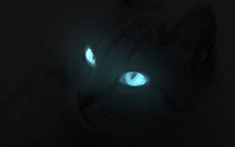 Glowing Cat Eyes By O Chir On Deviantart