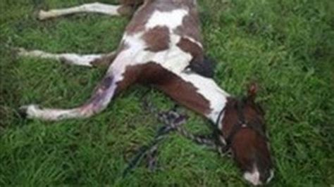 Horse Dumped With Horrific Leg Injury In Gloucester Field Bbc News
