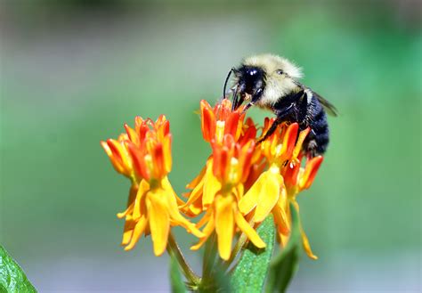 Pollinator Gardens Attract Birds Bees