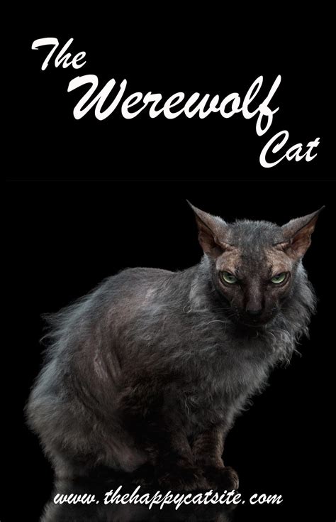 Werewolf Cat Your Guide To The Fascinating Lykoi Cat Breed Lykoi