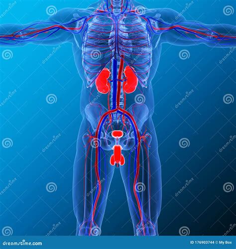 Kidneys Urinary And Male Reproductive System 3d Render Stock