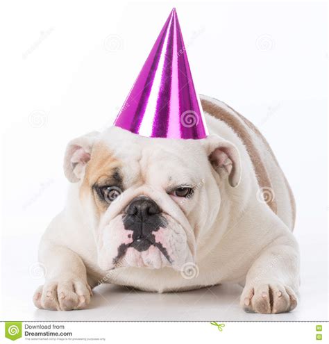 Dog Wearing Birthday Hat Stock Photo Image Of Beautiful 72246718