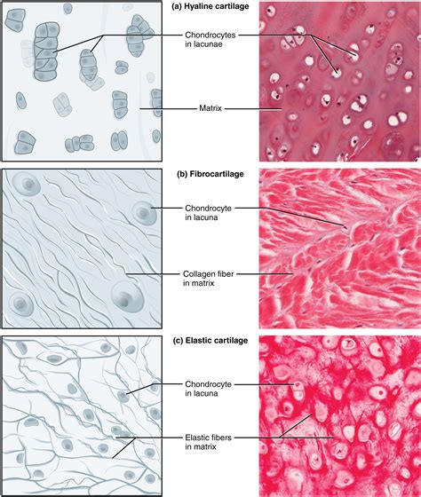 Connective Tissue Muscle Tissue Epithelial Tissue And Nervous Tissue