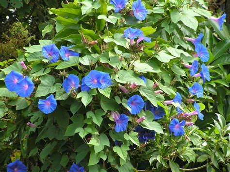 Join The War On Weeds Blue Morning Glory Ourauckland