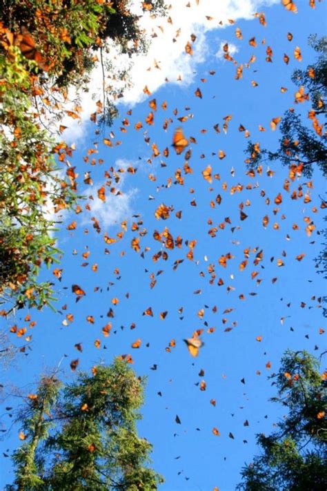 Monarch Butterflies Photo Animal Migration Wallpaper National