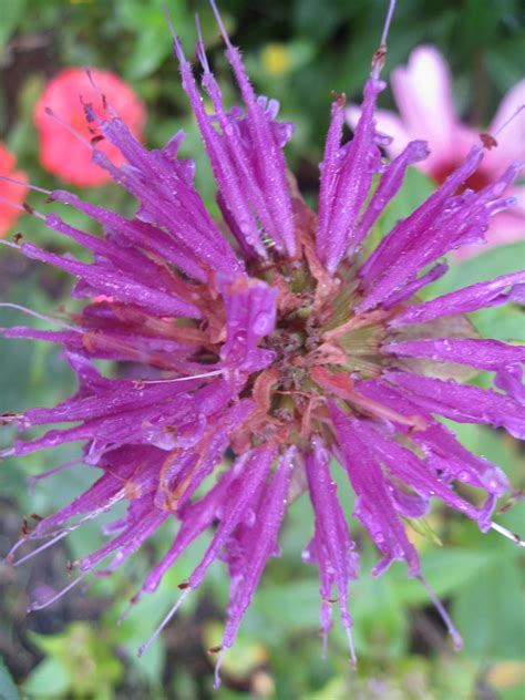 Powdery mildew is a common fungal disease on bee balms. purple bee balm (With images) | Bee balm, Garden, Plants