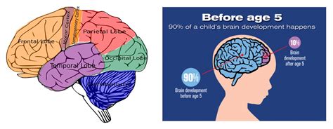 Brain Development In Children