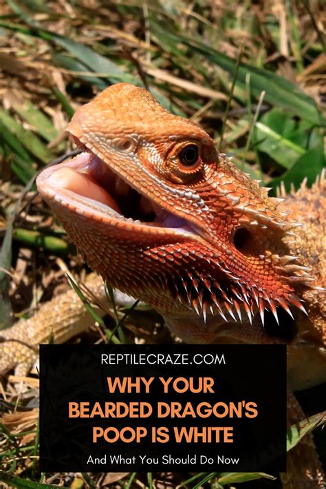 Why Your Bearded Dragons Poop Is White Reptile Craze