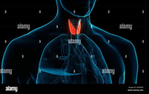 Human Body Glands Thyroid Gland Anatomy Stock Photo Alamy