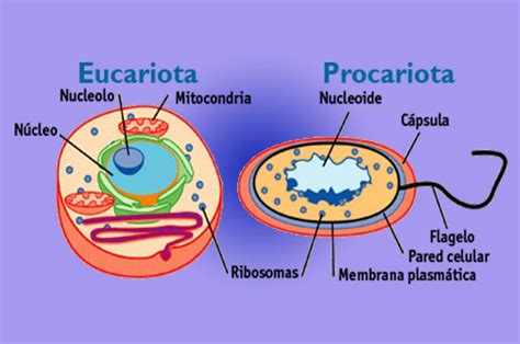 Tipos De Células Procariotas Y Eucariotas Con Imágenes Dibujos De