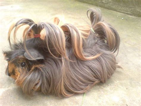 long haired guinea pigs for sale - In-Depth Chronicle Picture Archive