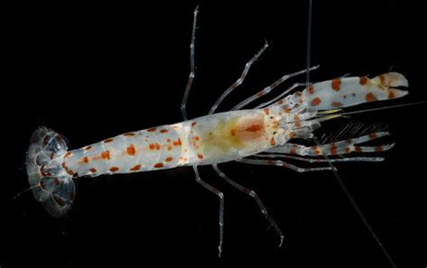 Rusty Spotted Snapping Shrimp Alpheus Sp Farasan Is Sau Flickr