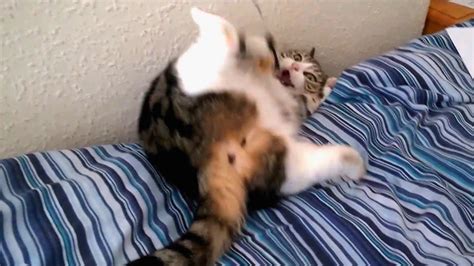 Clumsy Cats Falling Off Bed Youtube