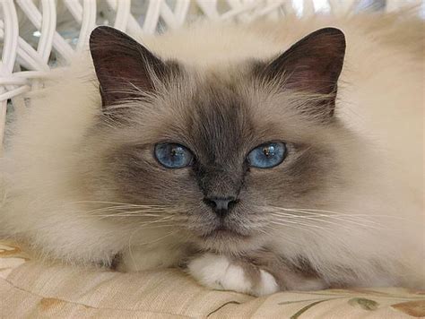 131 Best 52 Ragdoll Birman And Siamese Cats Images On Pinterest Kitty