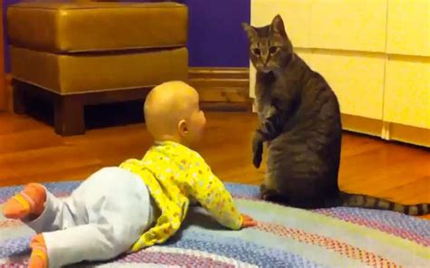 Cute Cats Protecting Adorable Babies Video One Green Planetone