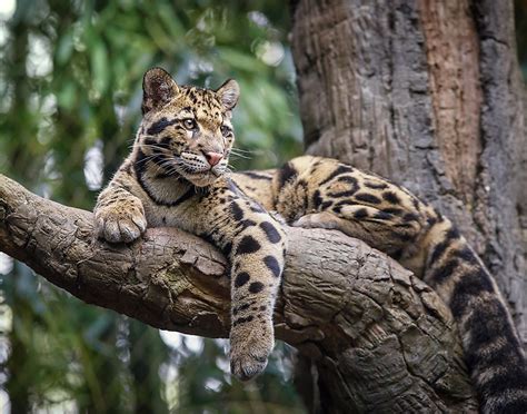 Clouded Leopard Facts Animals Of Asia Worldatlas