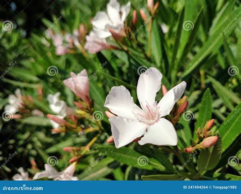 Oleander A Species Of Nerium Also Known As Common Oleander Nerium