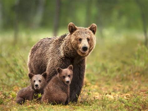 Celebrate Mothers Day With These Cute Baby Animal Photos Nature And