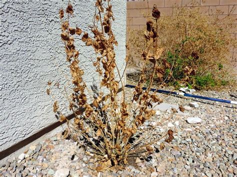Almost all other hibiscus problems cause the leaves to turn yellow. Xtremehorticulture of the Desert: Growing Tropical ...