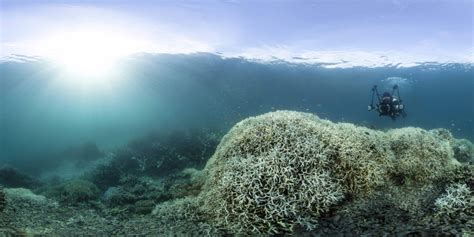 Large Parts Of Barrier Reef Dead In 20 Years Scientists The
