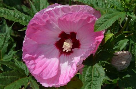 Hibiscus Tie Dye Hibiscus Scotts Garden Centre