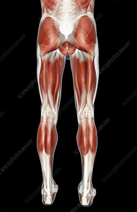 Lower body muscles are important in the free throw shot. The muscles of the lower body - Stock Image - C008/1749 ...