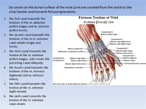 The extensor digitorum longus muscle is situated at the lateral part of the front of the leg. Department of Human Anatomy KNMU MUSCLES AND TOPOGRAPHY