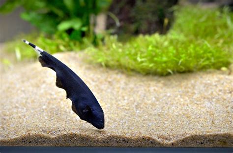 Black Ghost Knife Fish Apteronotus Albifrons For Sale Mori Aquatics