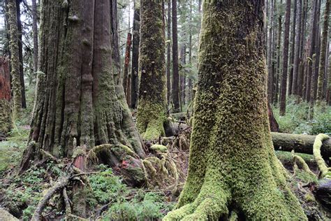 Fighting To Save The Last Of Canadas Giant Trees Al Jazeera