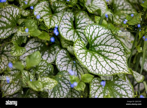 Brunnera Macrophylla ‘jack Frost Stock Photo Alamy