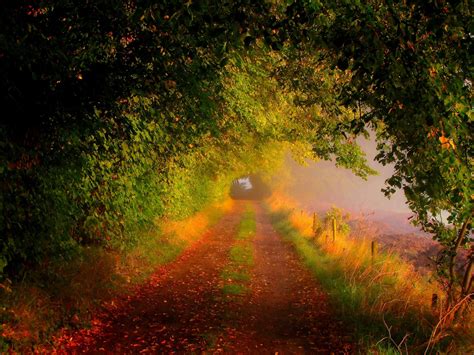 Nature Forest Field Trees Leaves Colorful Road Path Autumn Fall Colors
