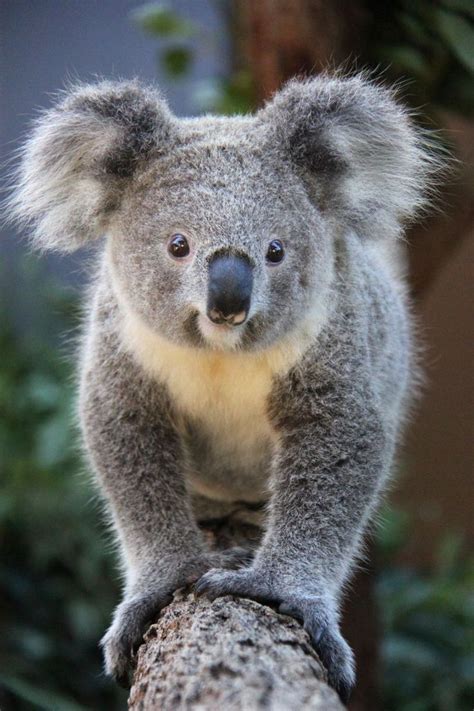 Kissing Koalas Two Koala Joeys Have Become ‘tree Mates At Taronga Zoo