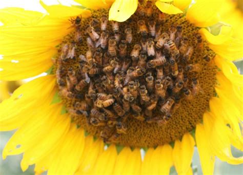 Scientists Scent Train Honeybees To Boost Sunflower Seed Production