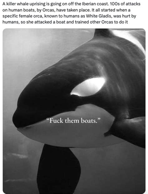 Theyre Orca Nizing 31 Killer Orca Whale Memes Funny Gallery