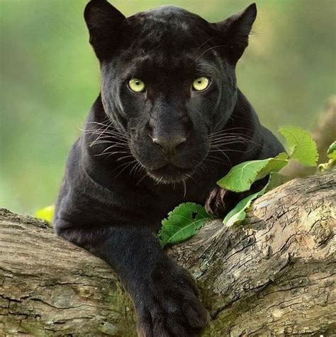 Pin by Angel on BLACK PANTHER | Panther pictures, Black panther drawing, Panther