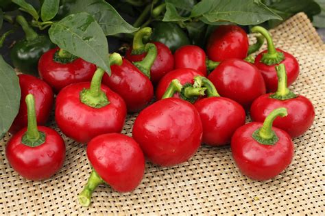 Cherry Hot 102 Hot Pepper Treated Seed Seedway