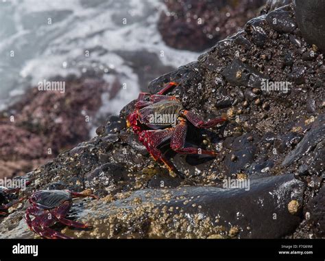 Atlantic Rock Crab Grapsus Adscensionis On The Edge Of The Ocean
