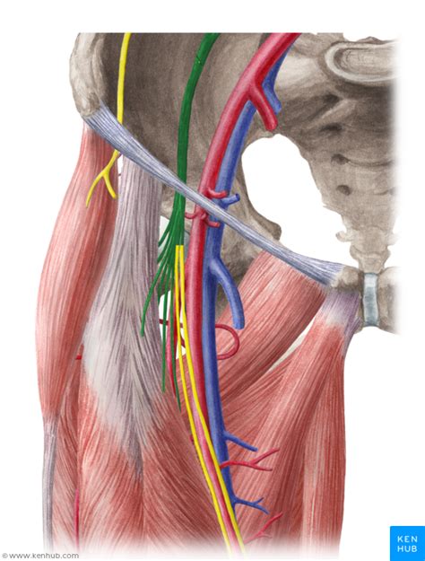 Arteria Femoralis Anatomie Verlauf Topographie Ste