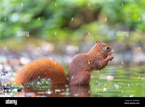 Red Squirrel Sciurus Vulgaris Eating A Nut In A Pond In Summer