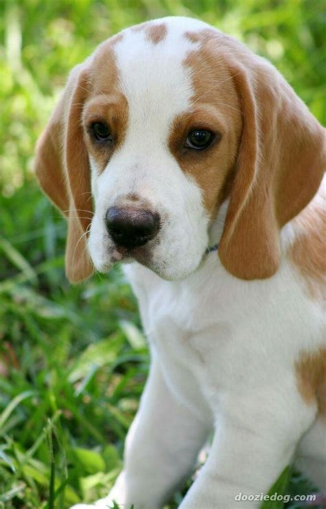 Pin By Lesley Rimmer On Beagles Beagle Puppy Cute Beagles Beagle Dog