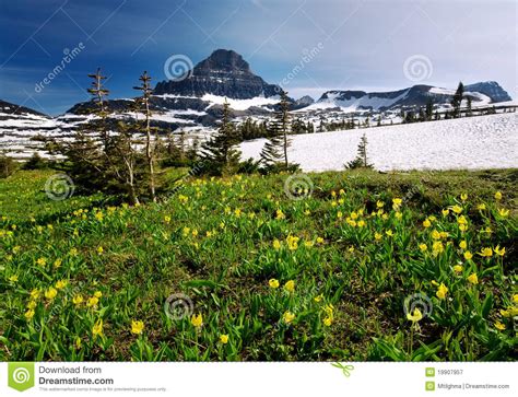 Spring Wildflowers In Glacier National Park Stock Image