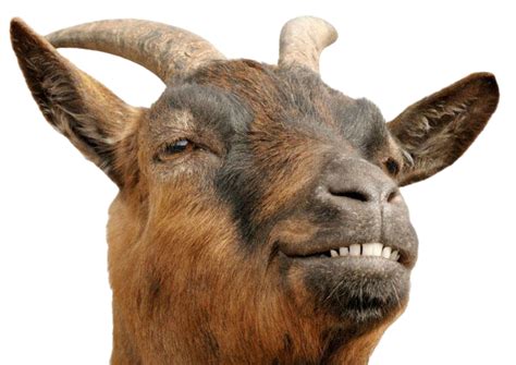 Goat Head Png Free Png Images Download