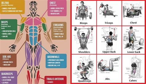 Human muscle system, the muscles of the human body that work the skeletal system, that are under voluntary control, and that are concerned with movement, posture, and balance. Best Exercises for Major Muscle Groups - Bodydulding