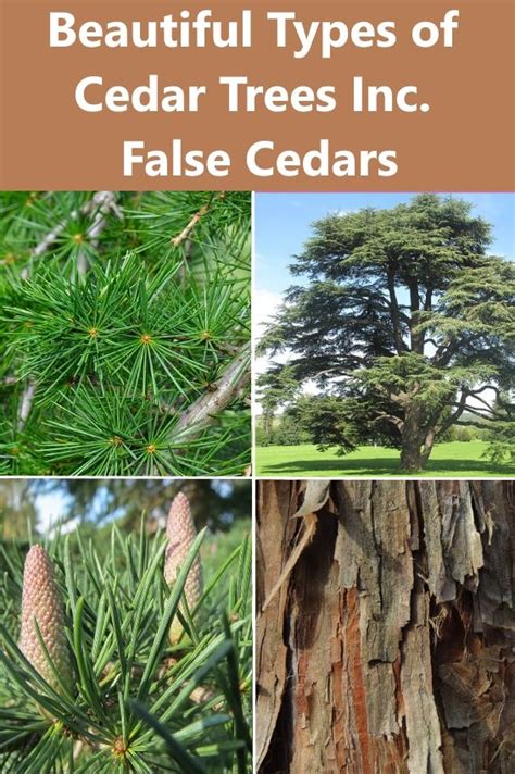 Types Of Cedar Trees With Identification Guide Pictur