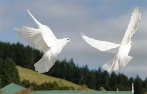 Doves Flying Stock Photos Royalty Free Doves Flying Images
