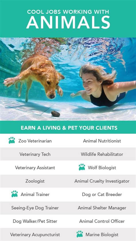 Animal Care Jobs Cornwall Eddievanhalenteeth