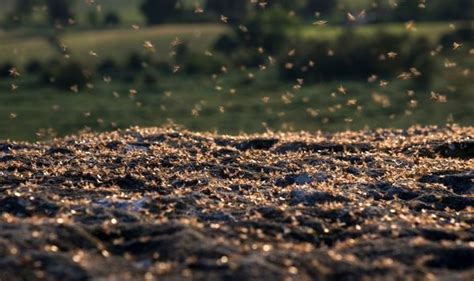 50 Mile Wide Flying Ant Swarm Detected On Met Office Radar In The South Of England Science