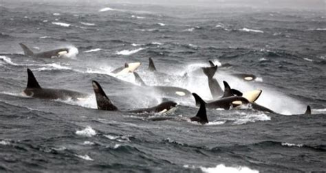 If One Orca Whale Was Blown Out Of The Water How Many More Died