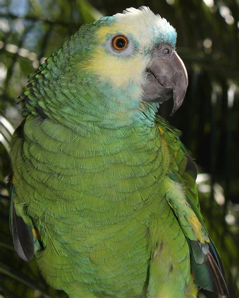 Blue Fronted Amazon Parrot 1 Photograph By Erin Tucker